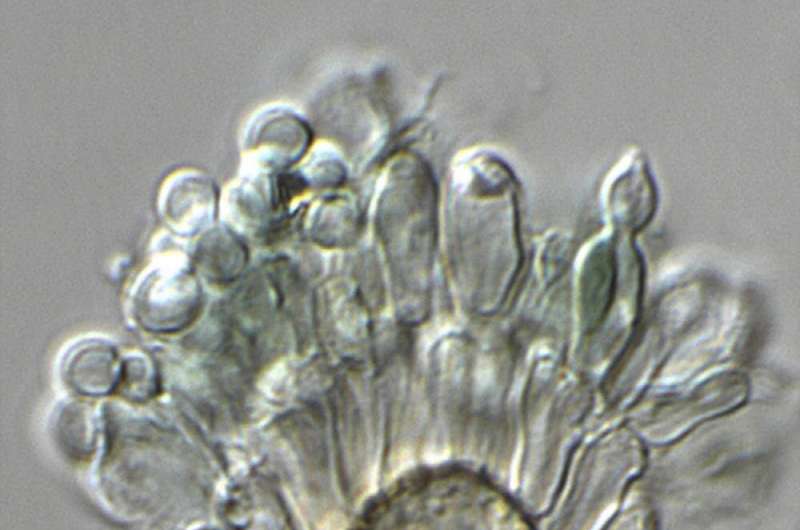 Aspergillus Latus - A mold hybrid pathogen that can cause disease